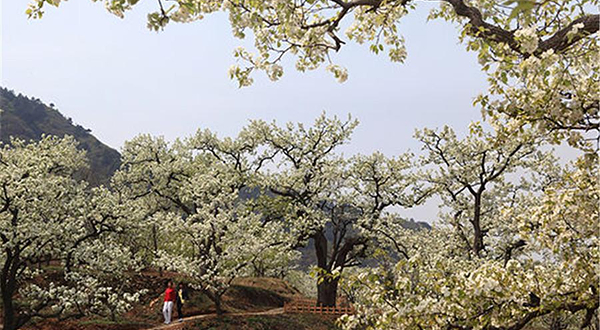 蓟县“梨园情”梨花节