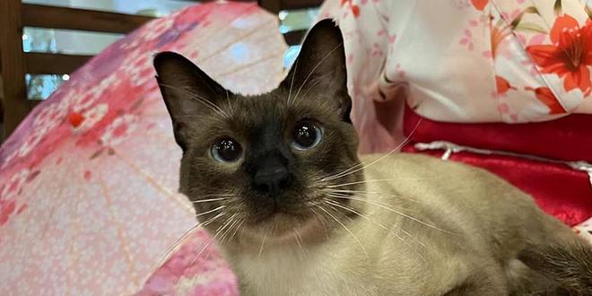 樱花下的萌宠世界