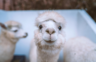 神兽羊驼主题馆（运城万达店）