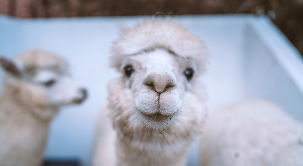 神兽羊驼主题馆（运城万达店）