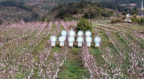 三生三世桃花源