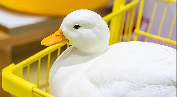 科尔鸭俱乐部（榆次万达馆）