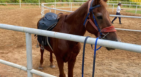 豪仕马术俱乐部