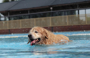 酷贝E族大同湖宠物主题乐园
