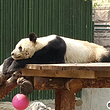 北京濒危动物中心