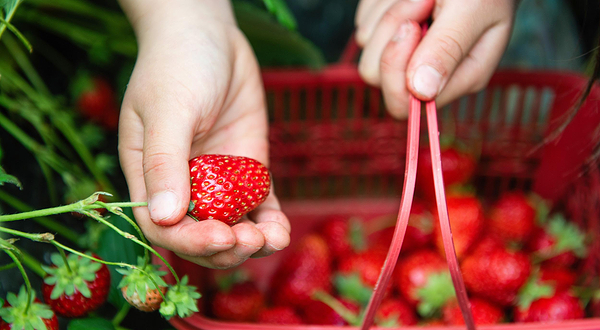 小七草莓采摘园