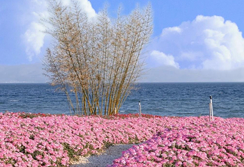 广龙抚海湾湿地公园第 1 张图片