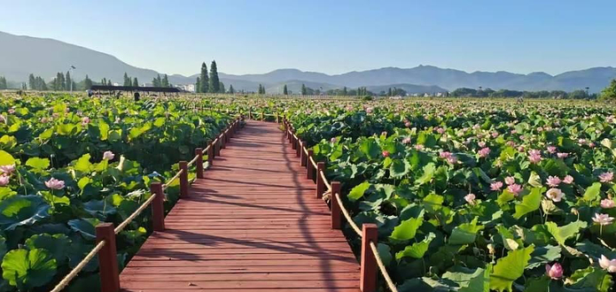 江西萍乡莲花荷博园