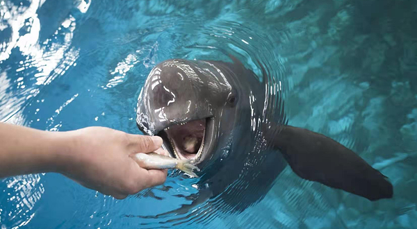 旅顺老铁山南端江豚湾