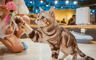 猫咪博物馆（弘阳广场店）