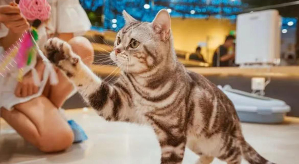 猫咪博物馆（弘阳广场店）