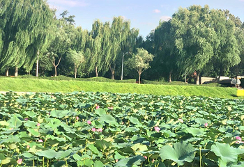 万柳塘公园第 1 张图片