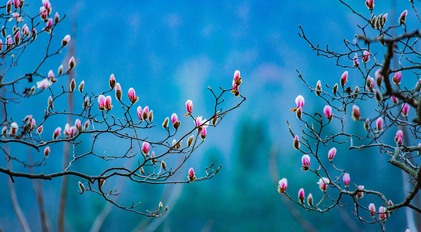 铁冲乡野生玉兰谷