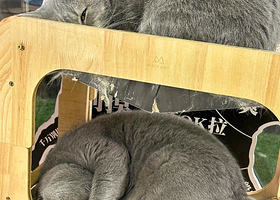 猫咪博物馆(莱西万达店)