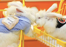 安哥拉巨兔体验馆（东莞店）