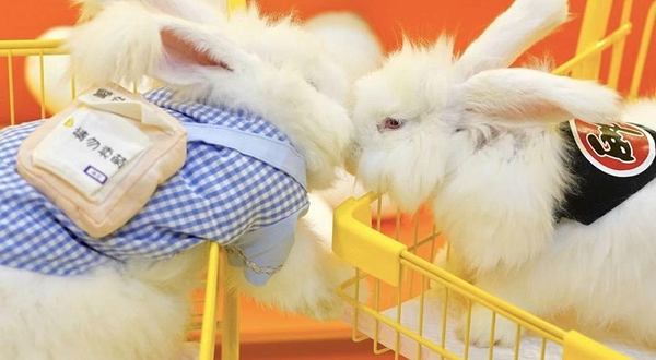 安哥拉巨兔体验馆（东莞店）