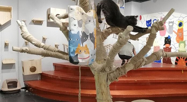 猫咪博物馆·冲鸭俱乐部