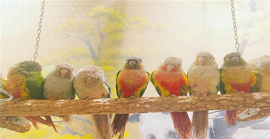 筑梦森林萌宠乐园