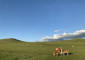 呼伦贝尔黑山头骏驰马场