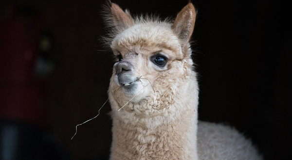 神兽羊驼主题馆--已下线