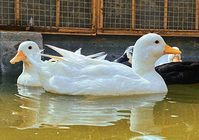 AOMOZON奥摩欢乐牧场