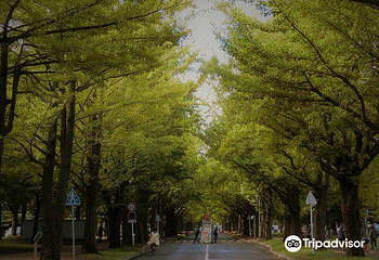 北海道大学银杏大道第 9 张图片
