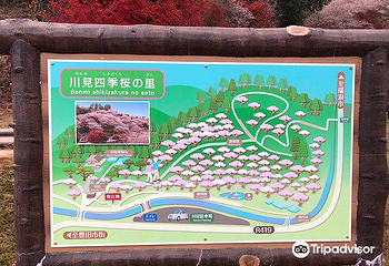 川见四季樱之乡第 9 张图片