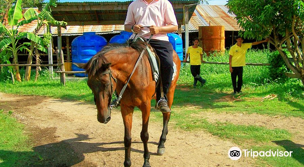 Phuket International Horse Club