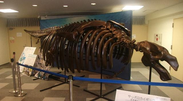 札幌市博物馆活动中心