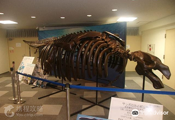 札幌市博物馆活动中心第 6 张图片