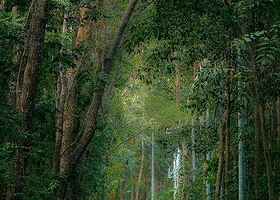 Alas Purwo National Park