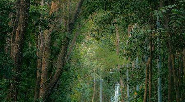 Alas Purwo National Park